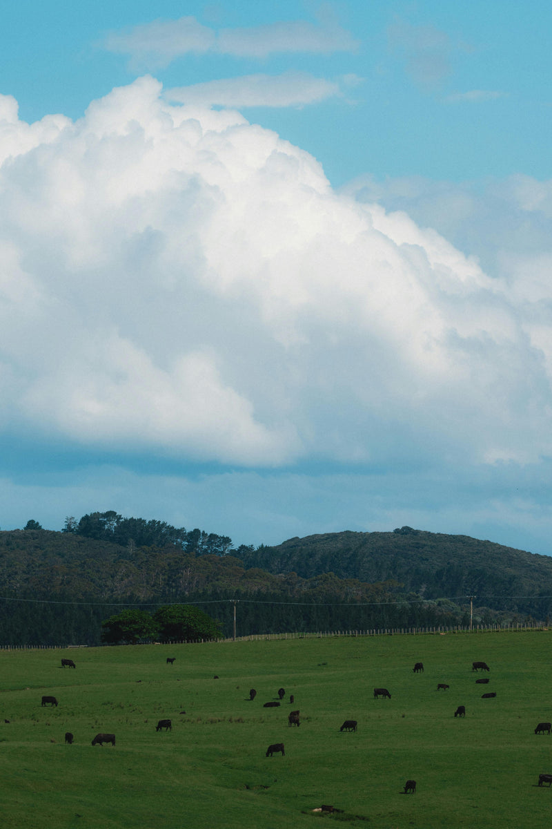 Why NZ Grass-Fed Beef Liver Is Nature’s Most Nutrient-Dense Food