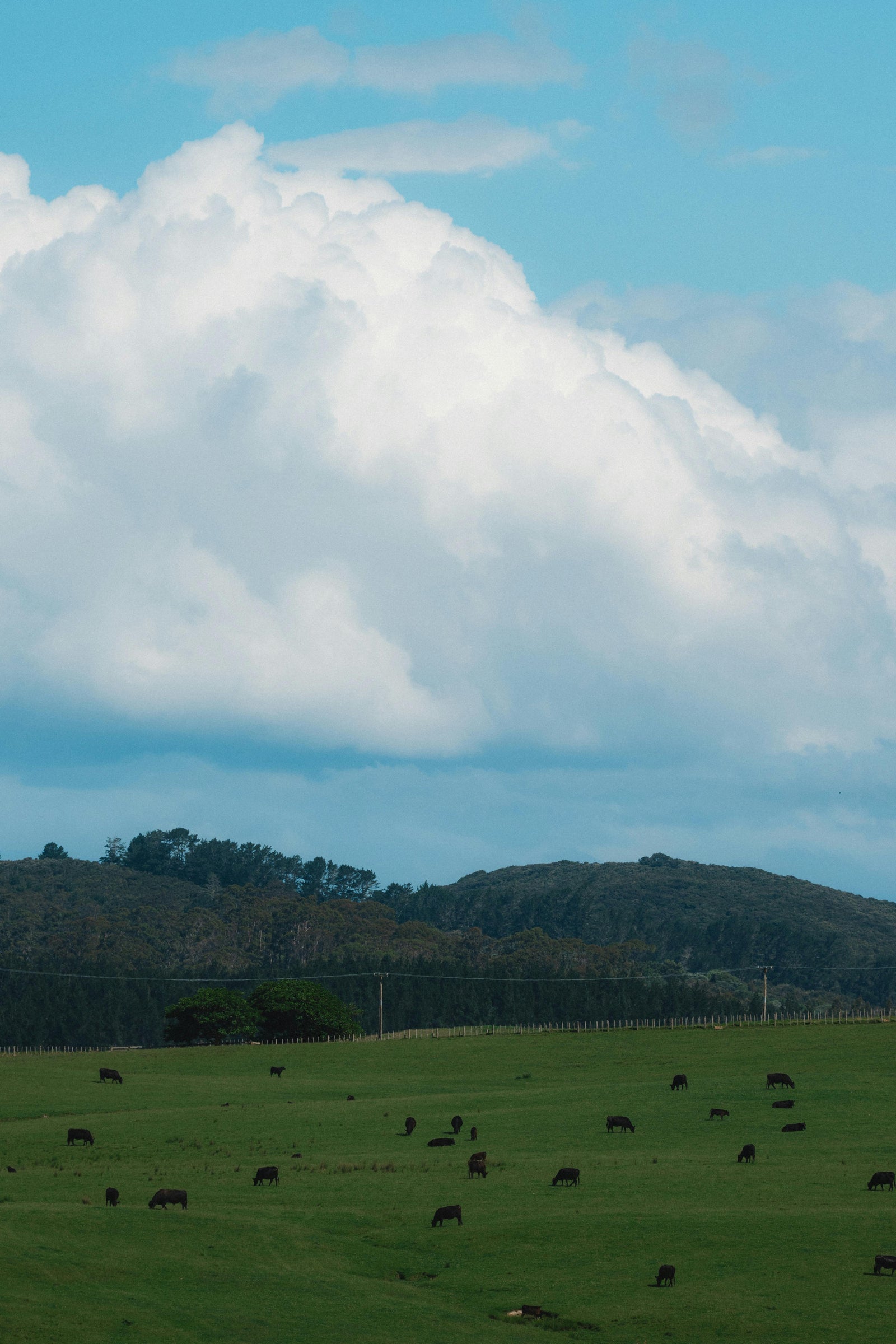 Why NZ Grass-Fed Beef Liver Is Nature’s Most Nutrient-Dense Food