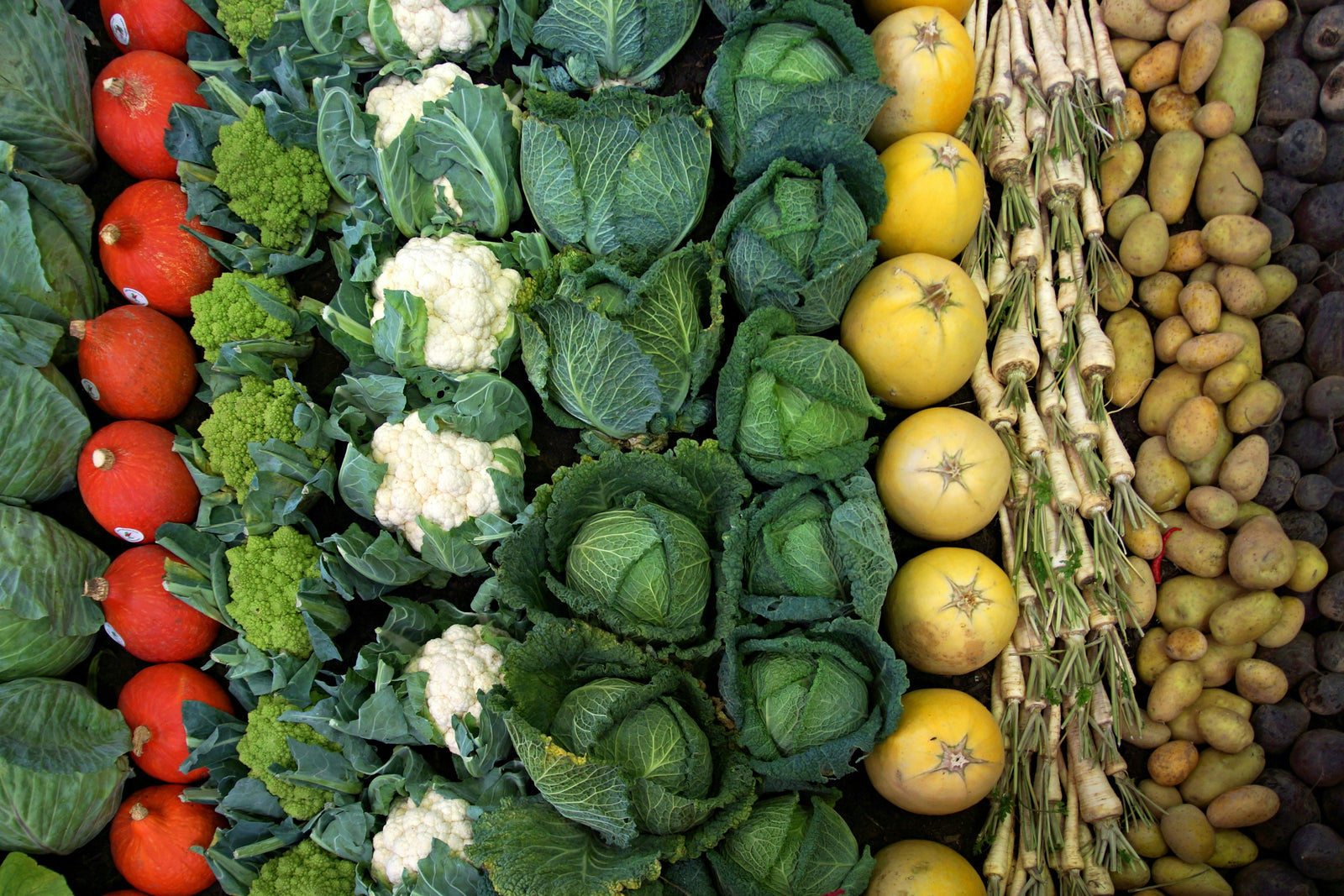 Whole Food Supplements vs. Synthetic Vitamins: Why the Source Matters